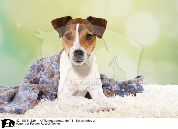 liegender Parson Russell Terrier / lying Parson Russell Terrier / SS-54226