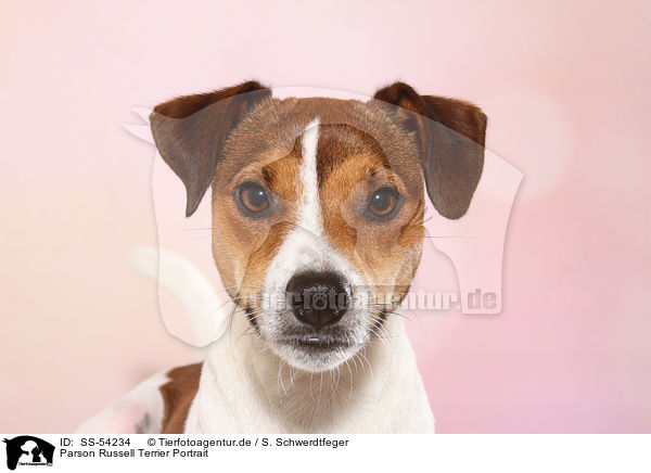 Parson Russell Terrier Portrait / SS-54234
