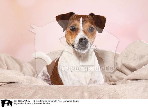 liegender Parson Russell Terrier / lying Parson Russell Terrier / SS-54235