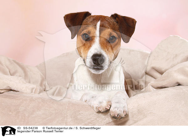 liegender Parson Russell Terrier / SS-54238