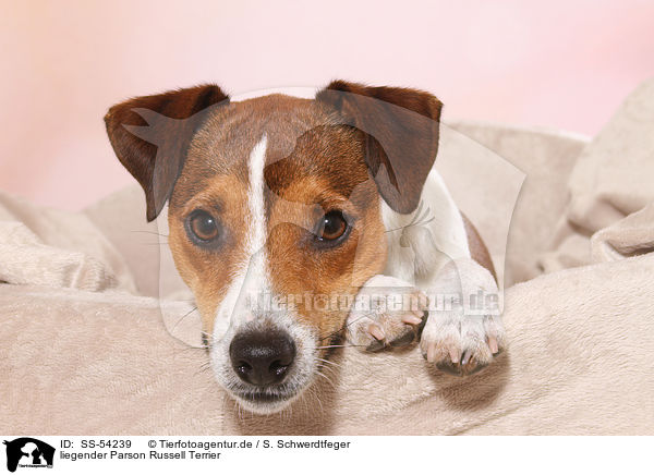 liegender Parson Russell Terrier / SS-54239