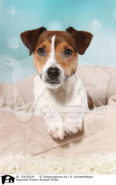 liegender Parson Russell Terrier / lying Parson Russell Terrier / SS-54241