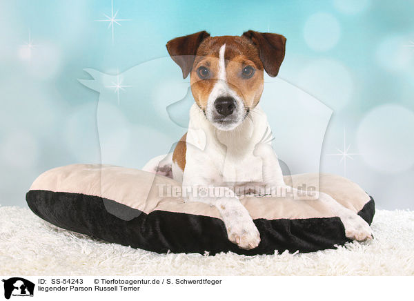 liegender Parson Russell Terrier / SS-54243