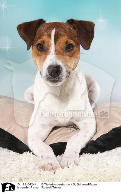 liegender Parson Russell Terrier / SS-54244