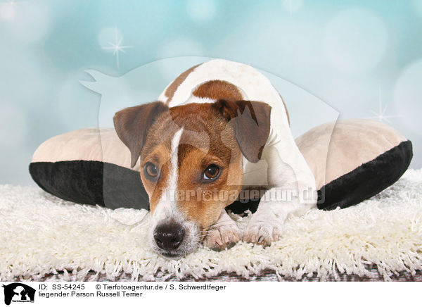 liegender Parson Russell Terrier / lying Parson Russell Terrier / SS-54245