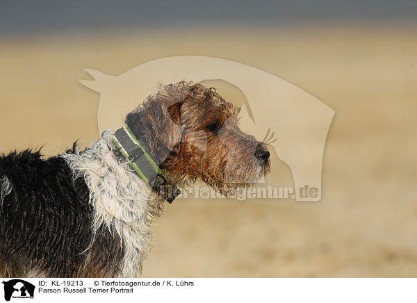 Parson Russell Terrier Portrait / Parson Russell Terrier Portrait / KL-19213