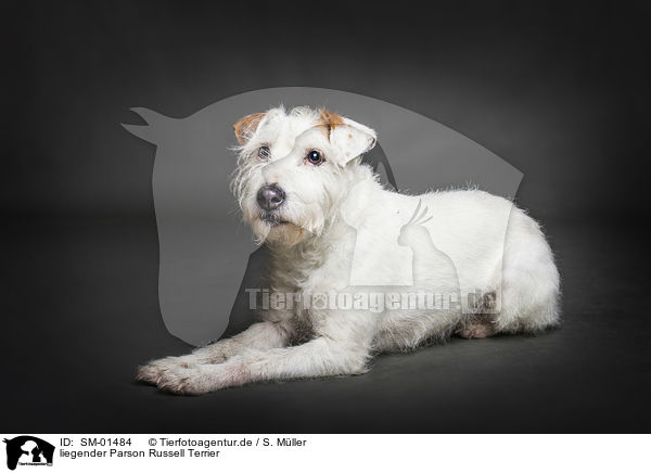 liegender Parson Russell Terrier / lying Parson Russell Terrier / SM-01484