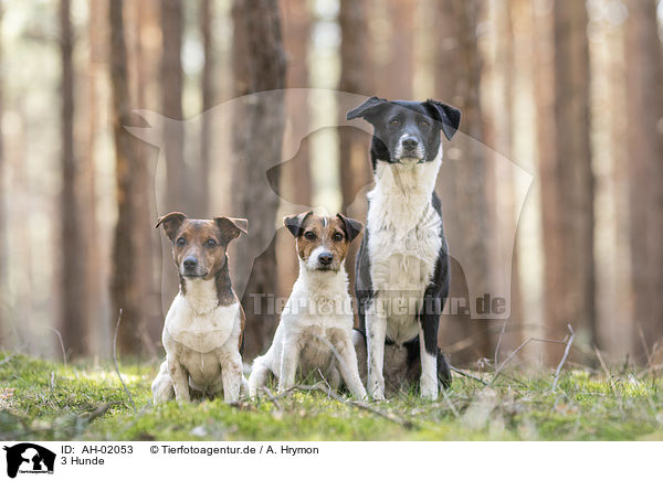 3 Hunde / 3 Dogs / AH-02053