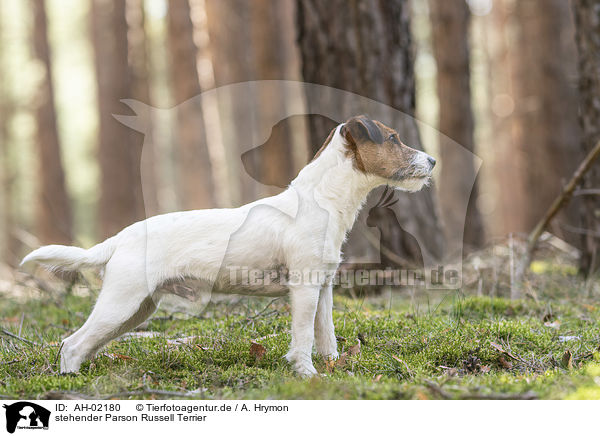 stehender Parson Russell Terrier / standing Parson Russell Terrier / AH-02180