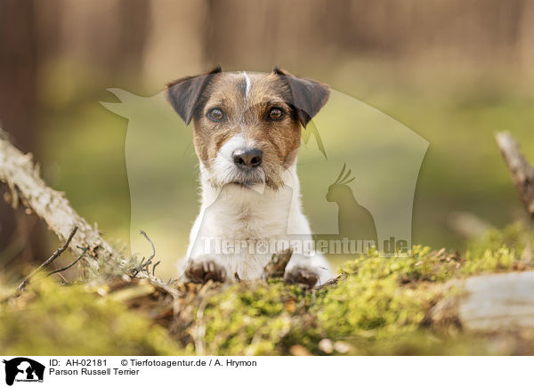 Parson Russell Terrier / Parson Russell Terrier / AH-02181