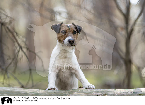 Parson Russell Terrier / Parson Russell Terrier / AH-02182