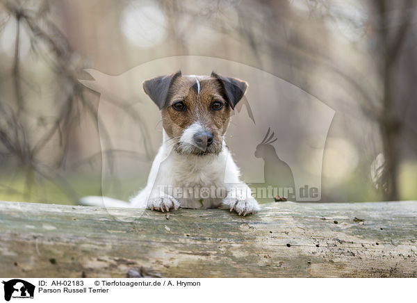 Parson Russell Terrier / Parson Russell Terrier / AH-02183