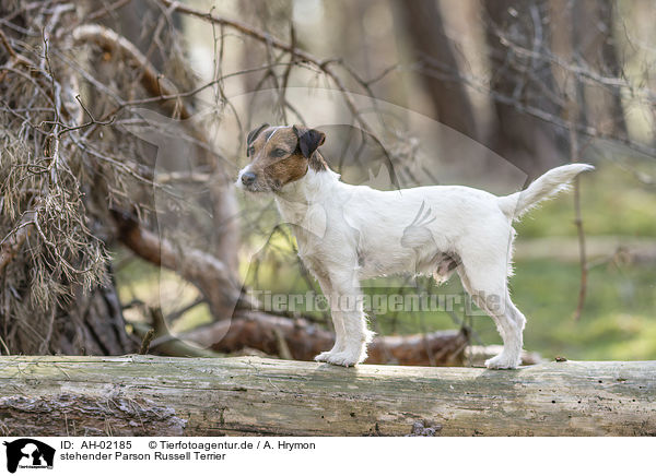 stehender Parson Russell Terrier / standing Parson Russell Terrier / AH-02185