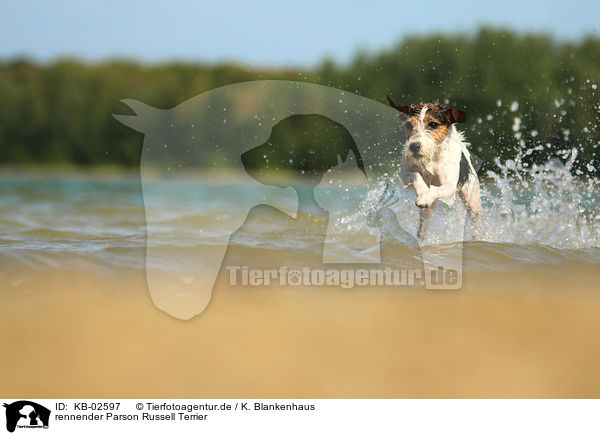 rennender Parson Russell Terrier / KB-02597