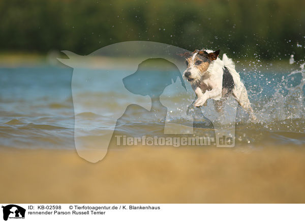 rennender Parson Russell Terrier / KB-02598
