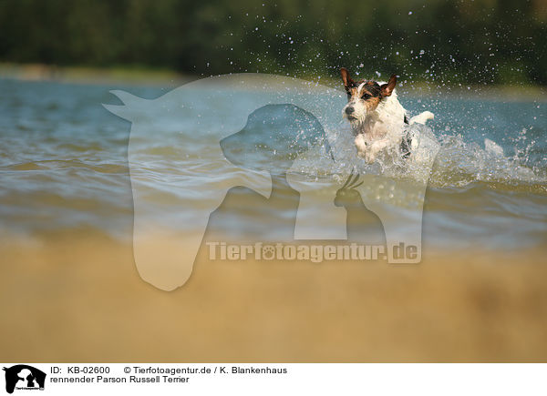 rennender Parson Russell Terrier / KB-02600