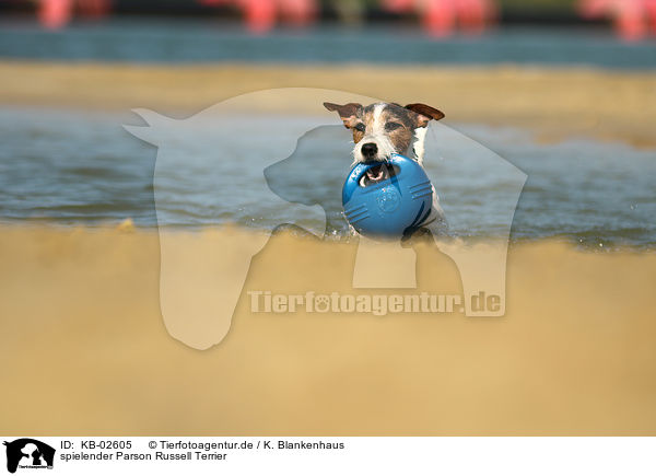 spielender Parson Russell Terrier / KB-02605