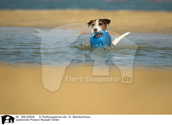 spielender Parson Russell Terrier / KB-02608