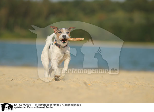 spielender Parson Russell Terrier / KB-02609