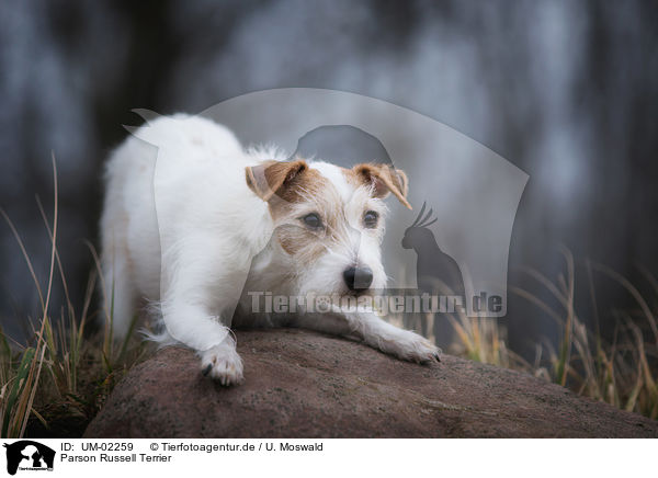 Parson Russell Terrier / Parson Russell Terrier / UM-02259