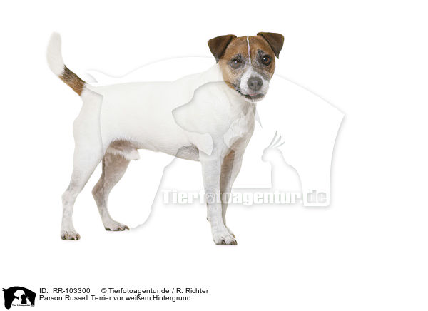 Parson Russell Terrier vor weiem Hintergrund / Parson Russell Terrier in front of white background / RR-103300