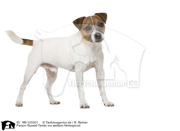 Parson Russell Terrier vor weiem Hintergrund / Parson Russell Terrier in front of white background / RR-103301