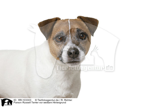 Parson Russell Terrier vor weiem Hintergrund / Parson Russell Terrier in front of white background / RR-103303