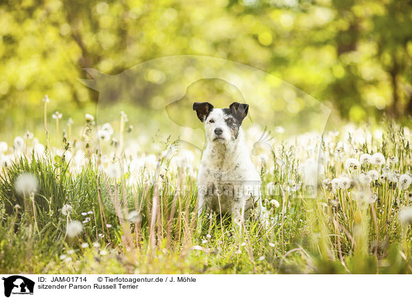 sitzender Parson Russell Terrier / sitting Parson Russell Terrier / JAM-01714