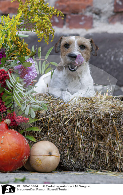 braun-weier Parson Russell Terrier / brown-white Parson Russell Terrier / MW-16884