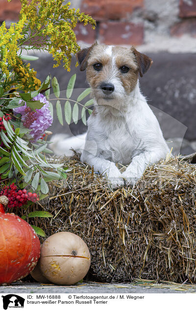 braun-weier Parson Russell Terrier / brown-white Parson Russell Terrier / MW-16888