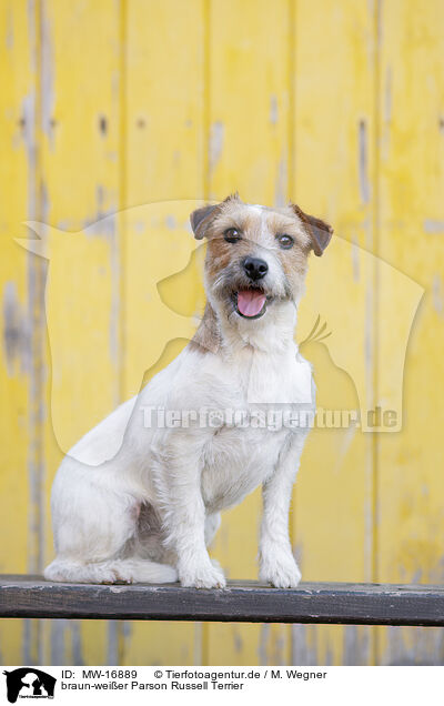 braun-weier Parson Russell Terrier / brown-white Parson Russell Terrier / MW-16889
