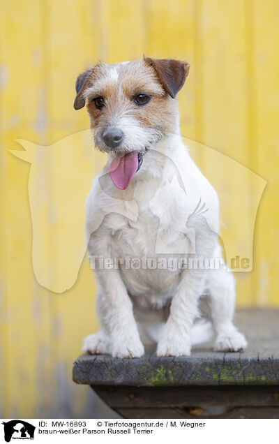 braun-weier Parson Russell Terrier / brown-white Parson Russell Terrier / MW-16893