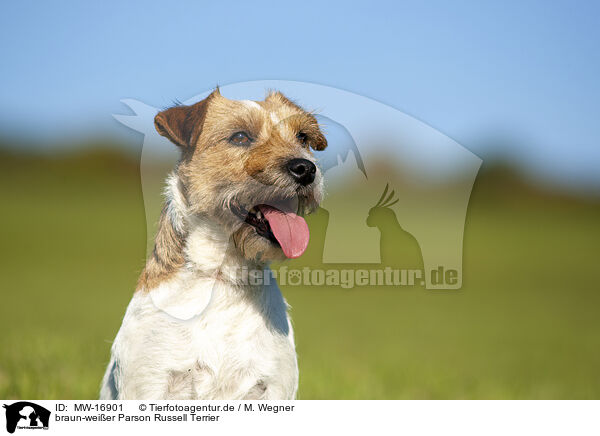 braun-weier Parson Russell Terrier / brown-white Parson Russell Terrier / MW-16901