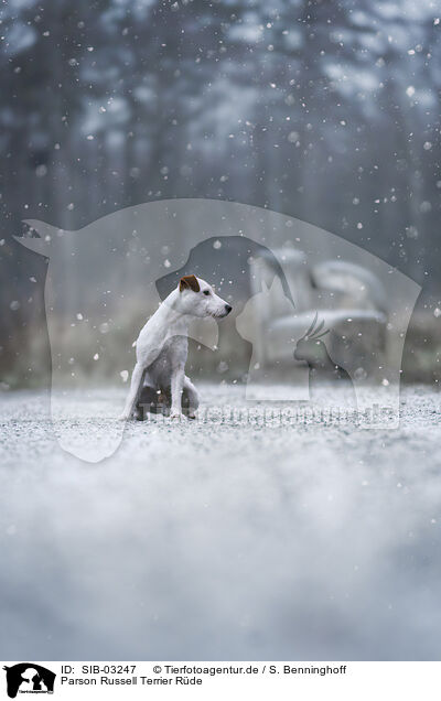 Parson Russell Terrier Rde / SIB-03247