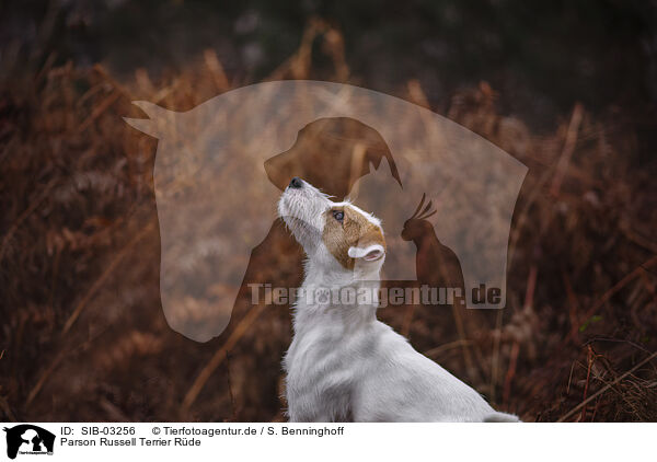 Parson Russell Terrier Rde / male Parson Russell Terrier / SIB-03256