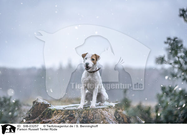 Parson Russell Terrier Rde / SIB-03257