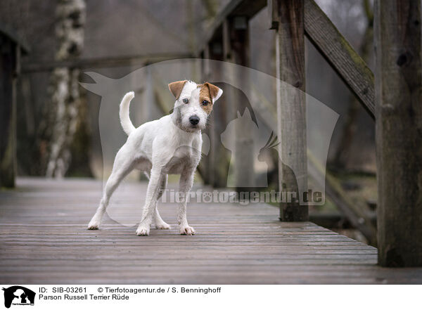 Parson Russell Terrier Rde / male Parson Russell Terrier / SIB-03261