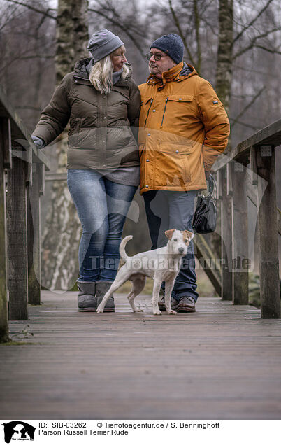 Parson Russell Terrier Rde / male Parson Russell Terrier / SIB-03262