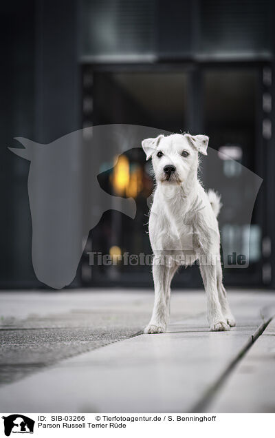 Parson Russell Terrier Rde / SIB-03266