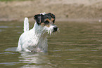 badender Parson Russell Terrier