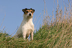 sitzender Parson Russell Terrier