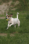 rennender Parson Russell Terrier