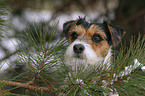 Parson Russell Terrier Portrait