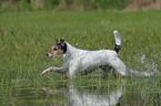 rennender Parson Russell Terrier