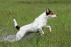 rennender Parson Russell Terrier