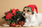 Parson Russell Terrier als Weihnachtsmann