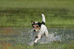 rennender Parson Russell Terrier