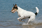 rennender Parson Russell Terrier