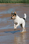 rennender Parson Russell Terrier