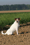 sitzender Parson Russell Terrier